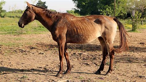 50 dead horses, dozens of starving animals found at Texas 'sanctuary,' SPCA says | Fox News