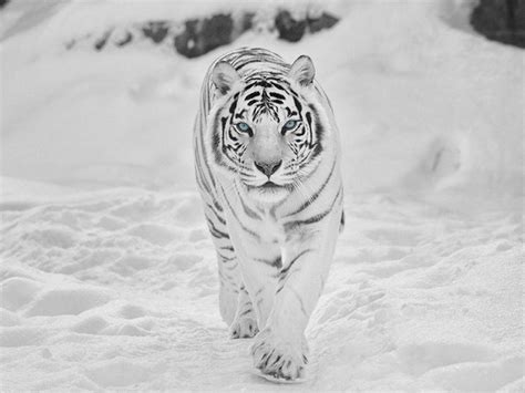 Snow Tiger Wallpapers - Top Free Snow Tiger Backgrounds - WallpaperAccess