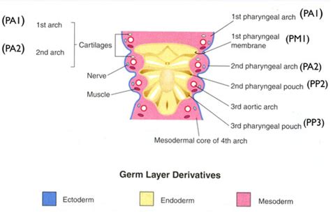 Development of pharyngeal apparatus Flashcards | Quizlet