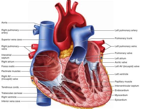 epicardium myocardium and endocardium of heart - Google Search ...