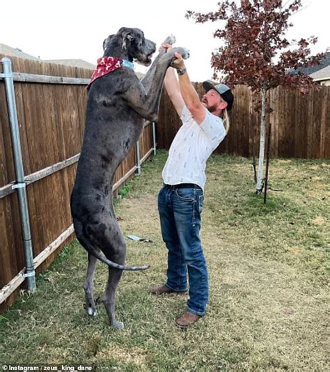 World's tallest dog Zeus the Great Dane - who was 3ft 5in - dies aged ...