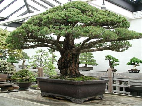 Awesome Grow Your Own Bonsai Tree Pics - Bonsai Gallery | Bonsai tree ...