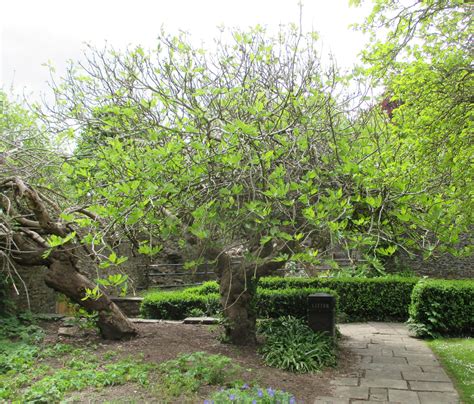 Ficus carica in Bishops Palace