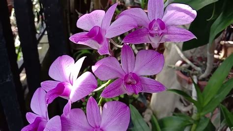 Anggrek Larat (Dendrobium phalaenopsis), anggrek dari Pulau Larat ...