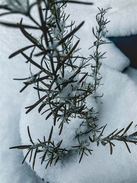 Rosemary Plant Winter - Free photo on Pixabay - Pixabay