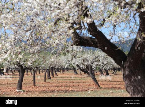 Flowering almond trees in winter, Majorca, Spain Stock Photo - Alamy