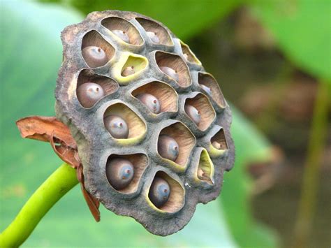 Water Lily Seed Pod | Dave Lundy | Flickr