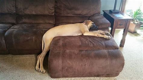 The 10 Most Awkward Great Dane Sleeping Positions