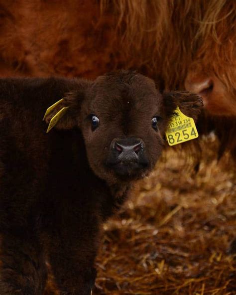 20+ Adorable Photos of Fuzzy Highland Cattle Calves