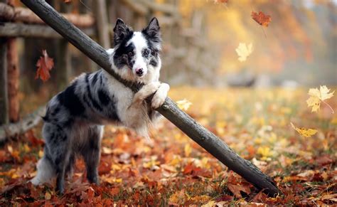 outdoors, Animals, Dog, Leaves, Fall