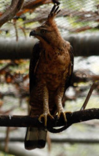 burung elang jawa - DATATEMPO