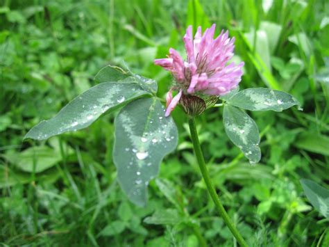 Red clover | Plant-Lore