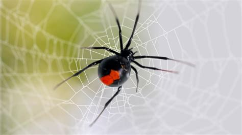 Black Widow Spider Bite Stages: Symptoms and Recovery