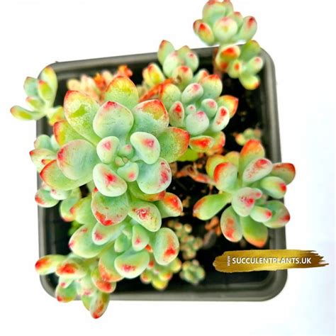 WINTER HARDY SUCCULENTS – Succulent Plants UK