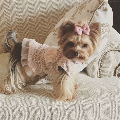 6984 best images about Yorkie on Pinterest