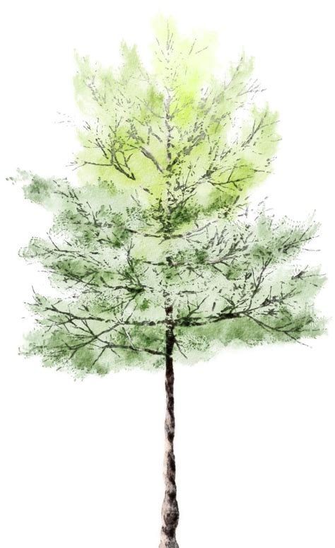 Watercolor | Watercolor trees, Tree photoshop, Watercolor tree