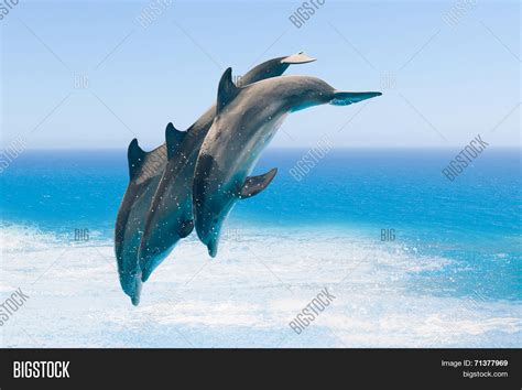 Group Jumping Dolphins Image & Photo (Free Trial) | Bigstock