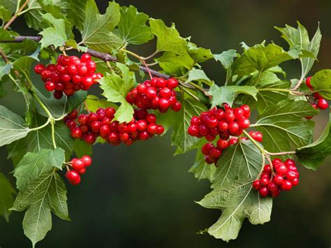 Viburnum Berries | DIY