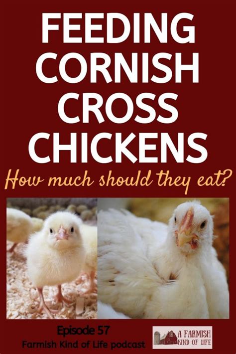 Feeding Cornish Cross Chickens: How Much Should They Eat? - A Farmish ...