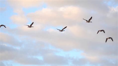 Birds flying in blue sky. Tranquil background nature scene. Stock Video Footage - Storyblocks