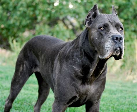 57+ Blue King Corso Cane Corso Dog Pic - Codepromos