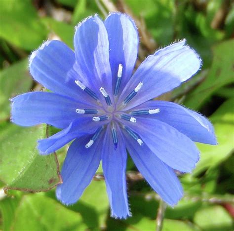 Chicory Flower Photograph by Senske Art