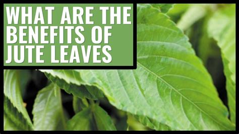 What are the benefits of Jute leaves? - YouTube