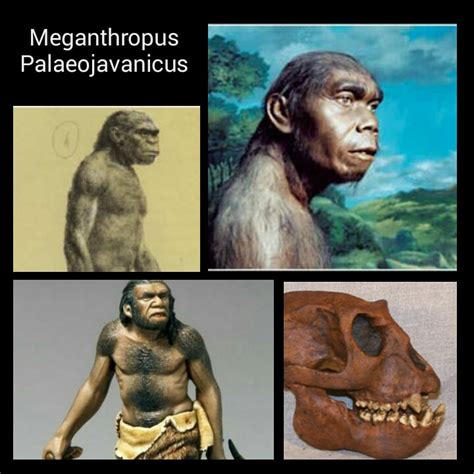 Jenis Jenis Manusia Purba Meganthropus Paleojavanicus