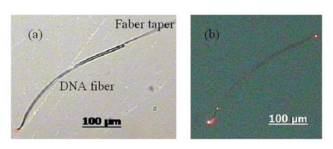 Microscope images of the light transmission at 632.8 nm under the (a)... | Download Scientific ...