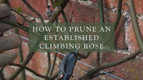 How To Prune An Established Climbing Rose by David Austin Roses - YouTube