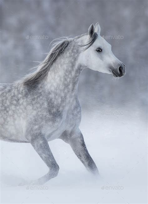 Purebred grey arabian horse running during blizzard. Stock Photo by ...