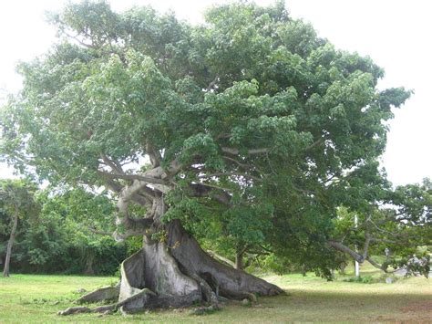 Ceiba tree Tree Of Life, Tree Trunk, Wonder, Plants, Plant, Planets