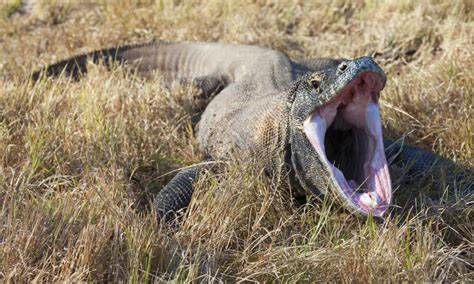 ¿Cómo mata el dragón de Komodo a sus presas? | Explora | Univision