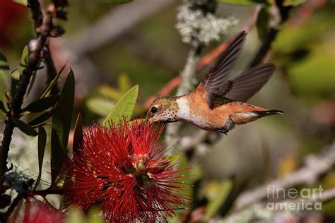 Allen's Hummingbird Feeding 4614 Photograph by Craig Corwin | Fine Art America