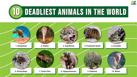 The world's 10 deadliest animals by annual human deaths