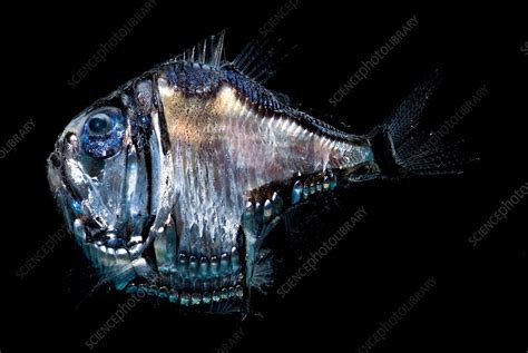 Deep-Sea Hatchetfish - Stock Image - C017/5416 - Science Photo Library