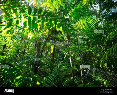 Palms and lush vegetation in tropical monsoon forest, Fogg Dam ...