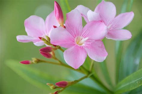 Oleander Flower