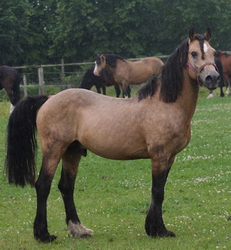 Buckskin Welsh Cob. they call him "dun", which is wrong. his foals are palominos, cremellos and ...