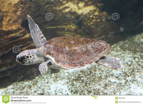 Loggerhead Sea Turtle Nesting Site On Hilton Head Island Beach Royalty-Free Stock Photo ...