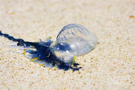 Australian Blue Bottle Jellyfish Photograph by Jorgo Photography - Wall ...