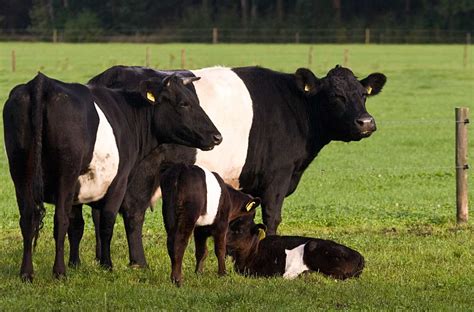 Cows-Belted Galloways. My fav cows | Miniature cow breeds, Dairy cattle ...