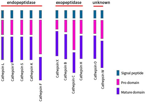 Cathepsin-enzyme