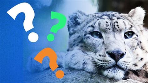 Animal quizzes and fact files - CBeebies - BBC