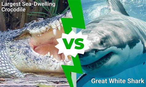 Epic Battles: The Largest Sea-Dwelling Crocodile vs. A Great White Shark - A-Z Animals