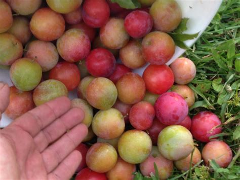 Chickasaw Plum Inventory - General Fruit Growing - Growing Fruit