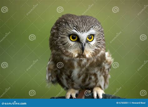 Pygmy owl stock image. Image of perched, bird, animal - 6765051