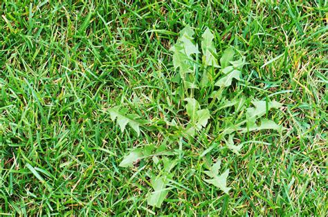 6 Best Organic Weed Control Products for Lawns - MowingMagic.com