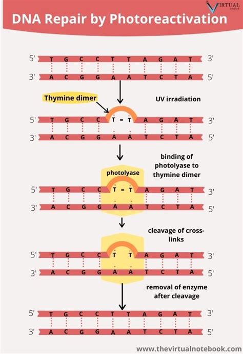 DNA Repair, definition, mechanism, types - The Virtual Notebook