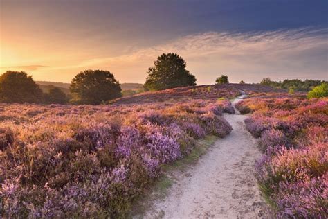 Die Lüneburger Heide: Natur erleben mit allen Sinnen | Landschaftsbilder, Landschaftsbau ...